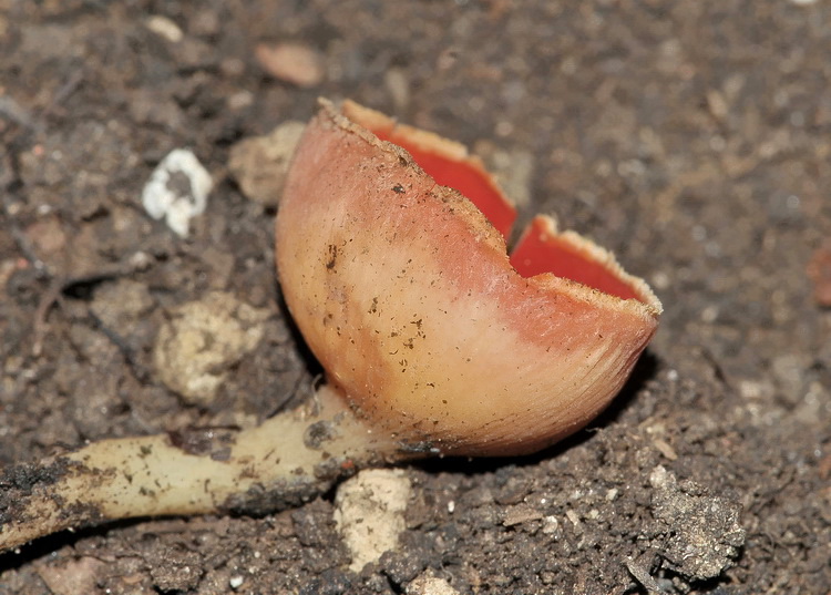 Sarcoscypha coccinea